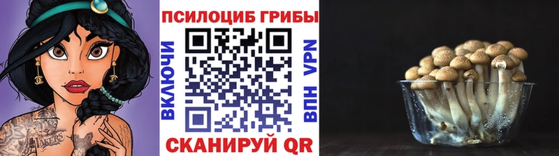 Псилоцибиновые грибы Psilocybe  закладки  Александровское 